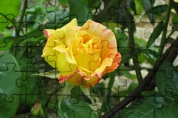 פאזל של Fleurs de mon jardin