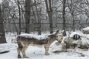 Jody the donkey jigsaw puzzle