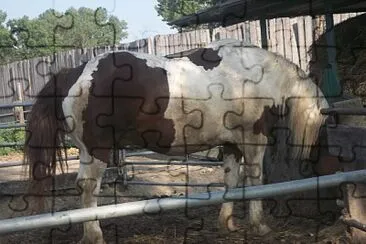 cavalli da tiro jigsaw puzzle