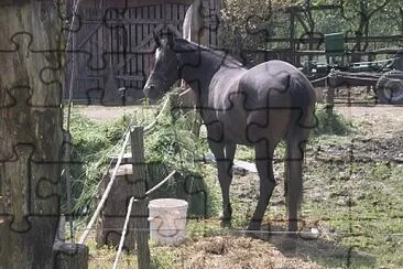 cavallo