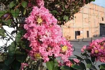 FLORES jigsaw puzzle