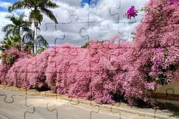 פאזל של imagem