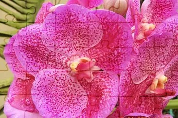 FLORES jigsaw puzzle