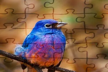 oiseau jigsaw puzzle