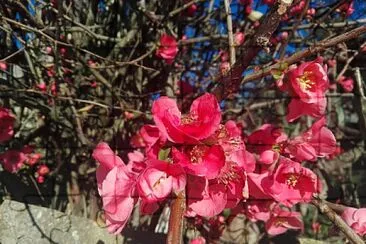 FLORES jigsaw puzzle