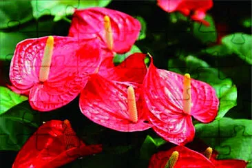 花賞 jigsaw puzzle