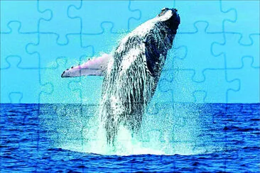 海底生物 jigsaw puzzle