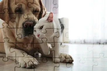  jigsaw puzzle