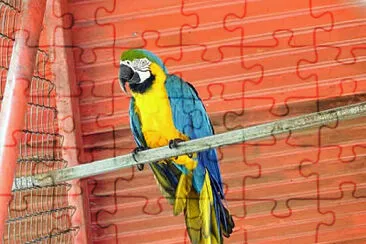 GUACAMAYO jigsaw puzzle