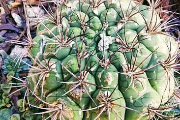 CACTUS