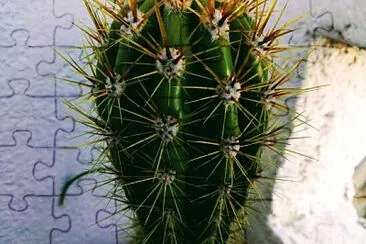 CACTUS