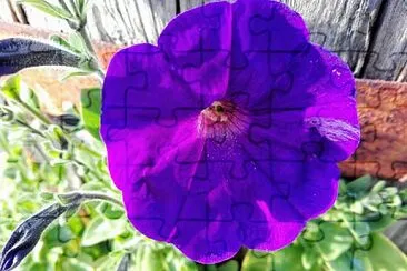 FLORES jigsaw puzzle