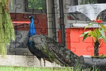 PAVO REAL jigsaw puzzle
