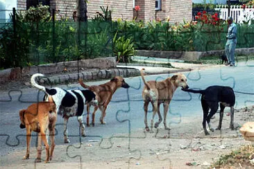 animals jigsaw puzzle
