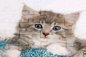 gato