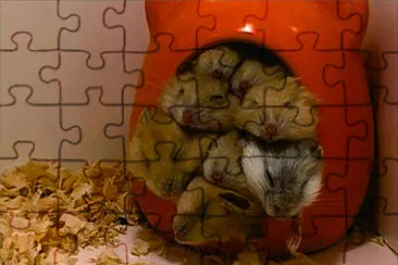 布丁鼠 jigsaw puzzle