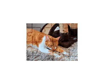 Gatos divertidos jigsaw puzzle