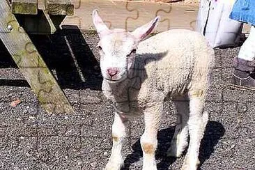 Spring Lamb jigsaw puzzle