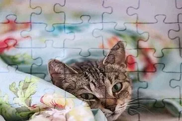 gato