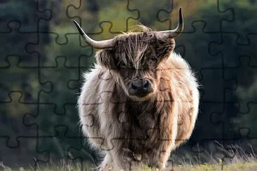 Toy jigsaw puzzle