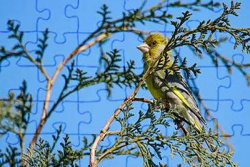 Toy jigsaw puzzle