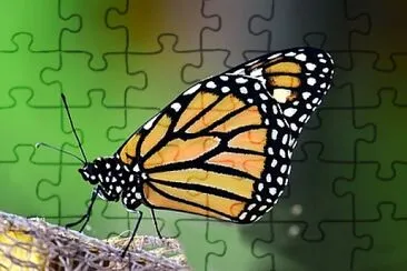 Toy jigsaw puzzle