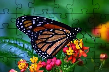 Toy jigsaw puzzle