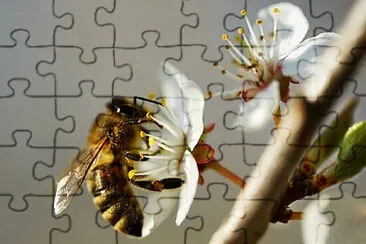 Toy jigsaw puzzle