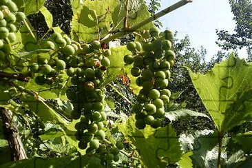 grapes jigsaw puzzle