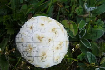 svani jigsaw puzzle
