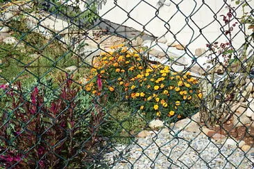 פאזל של fiori di giardino