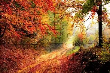 Camino otoñal jigsaw puzzle