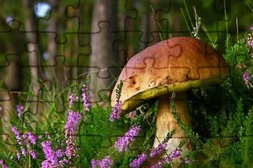 champignon