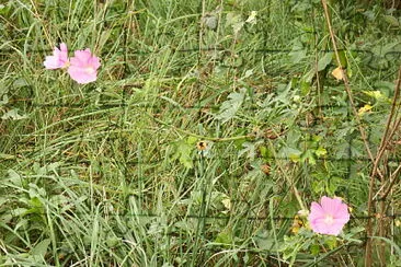 fiori rosa jigsaw puzzle