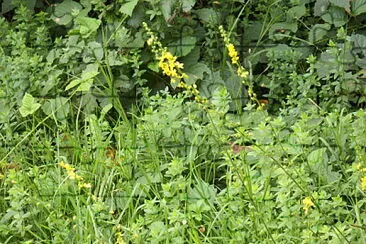 fiori selvatici