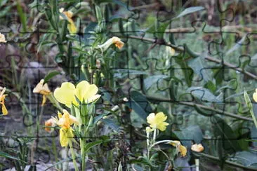 fiori sottobosco