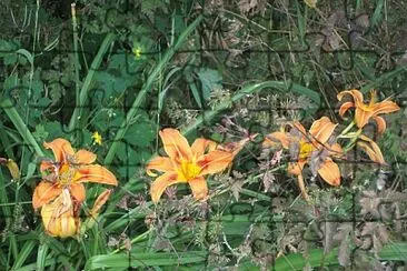 fiori naturali
