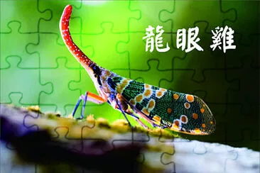 昆蟲