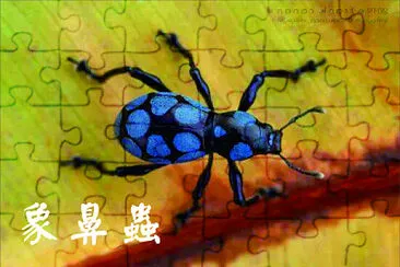 昆蟲