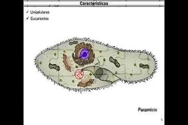 protozoario jigsaw puzzle