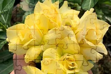פאזל של imagem