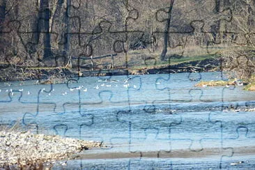 gabbiani nel fiume jigsaw puzzle