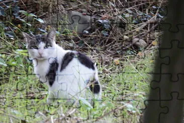 gatto