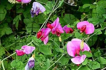 Sweet Peas jigsaw puzzle