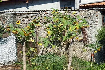girasoli stanchi jigsaw puzzle