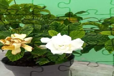 naturaleza jigsaw puzzle