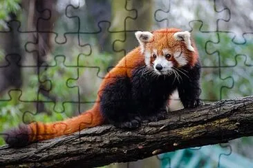 Red panda jigsaw puzzle