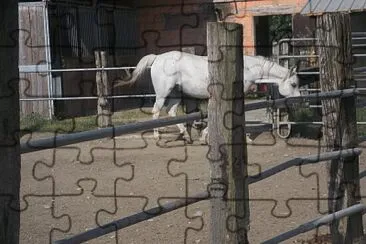 il cavallo