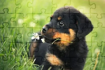 Rottweiler bebe jigsaw puzzle