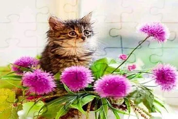 gato jigsaw puzzle